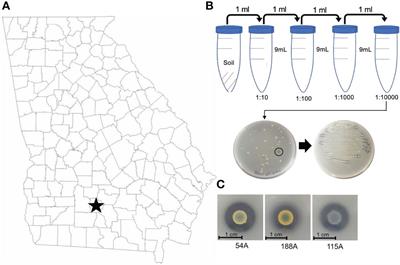 Calcite dissolving bacteria from peanut (Arachis hypogaea) pegging zone influences soil calcium level